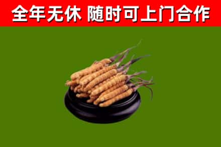 钟山区烟酒回收冬虫夏草.jpg